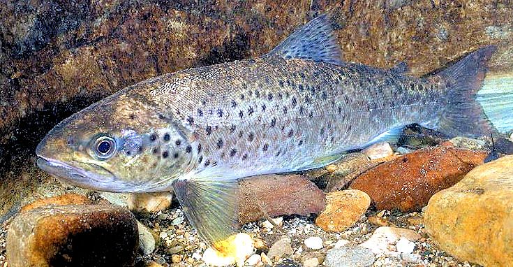 Salmo trutta_02.jpg